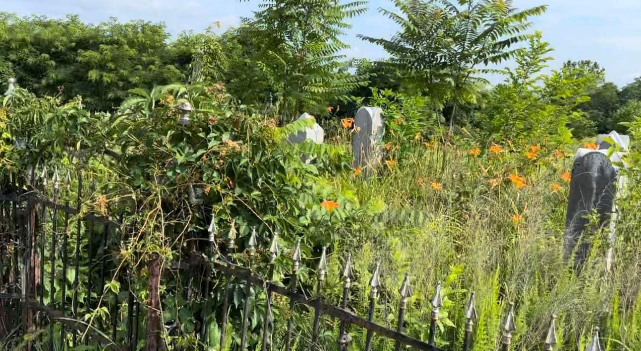 Cemetery before clearing